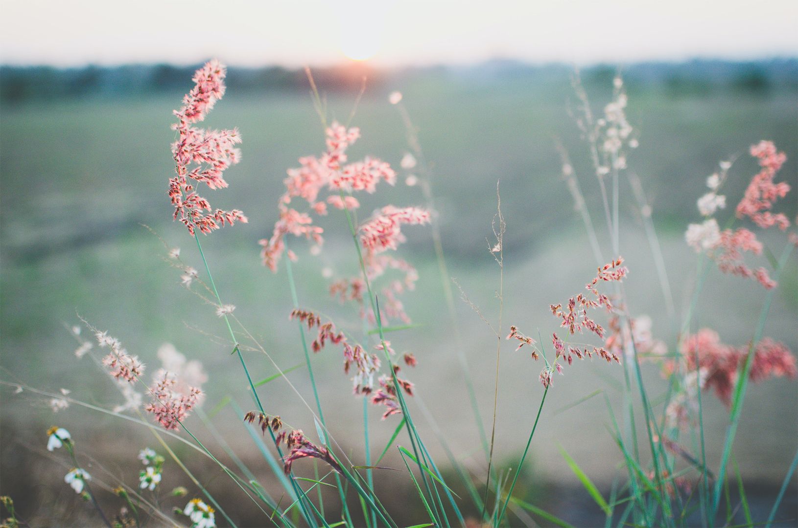 Ein Feld mit grünem Gras, im Hintergrund leuchten zarte rosa Blumen.